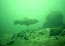 schleie.jpg (3599 Byte)